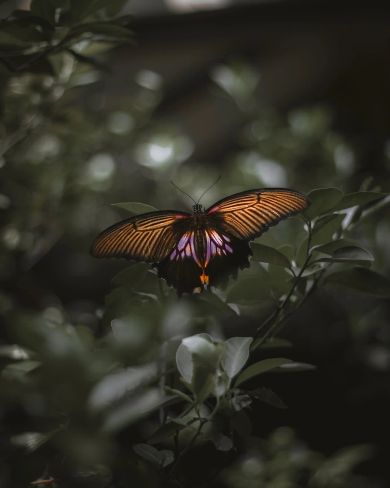 Personal photography